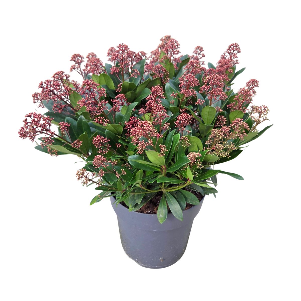 Podzimní rostliny - Skimie japonská Rubella květináč 12 litrů