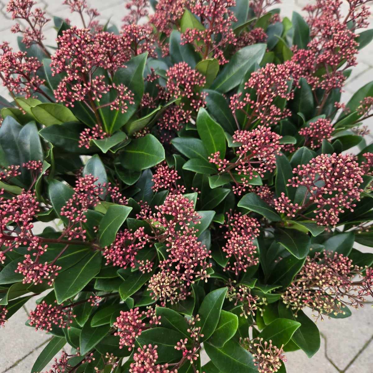 Skimie japonská Rubella květináč 12 litrů-0