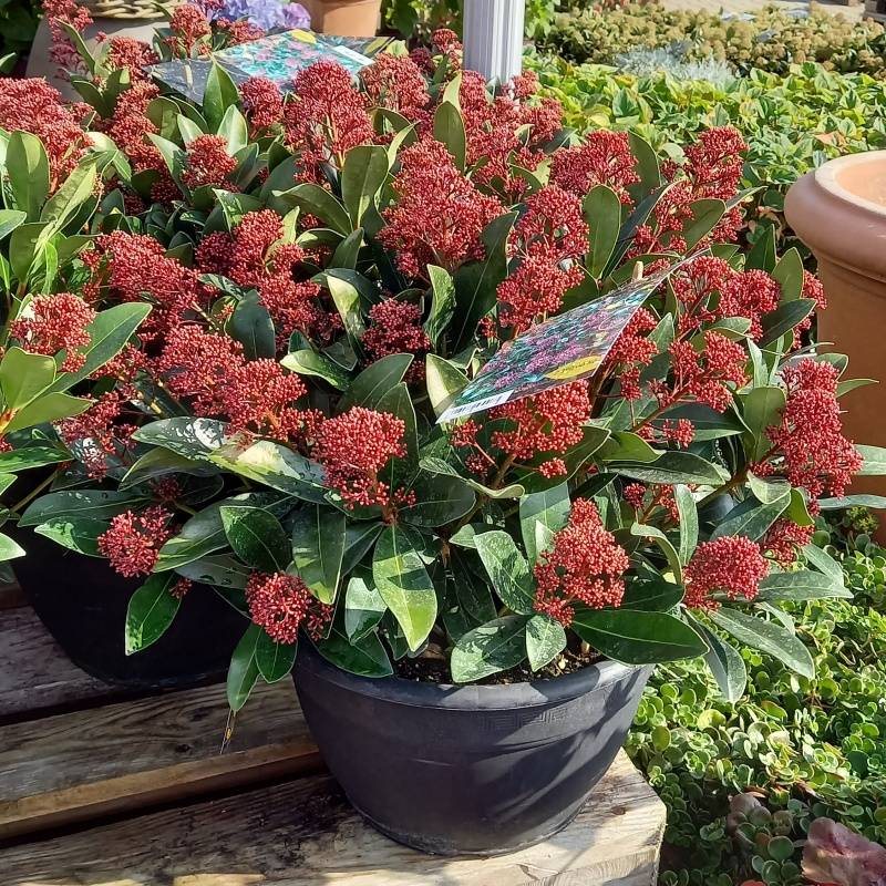 Vřesovištní rostliny - Skimie japonská Rubella květináč 25cm