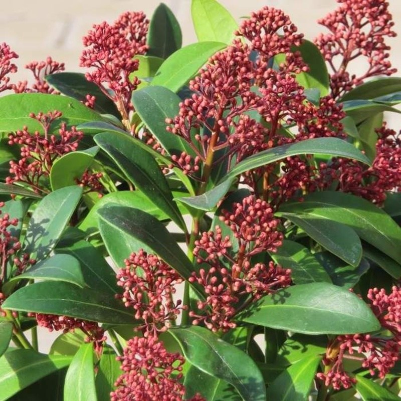 Skimie japonská Rubella květináč 25cm-0