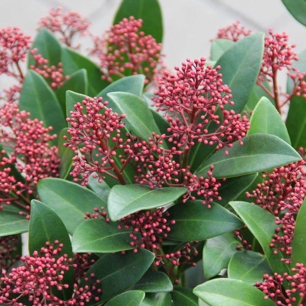 Podzimní rostliny - Skimie japonská 'Rubella' květináč 3 litry, výška 25/30cm, keř