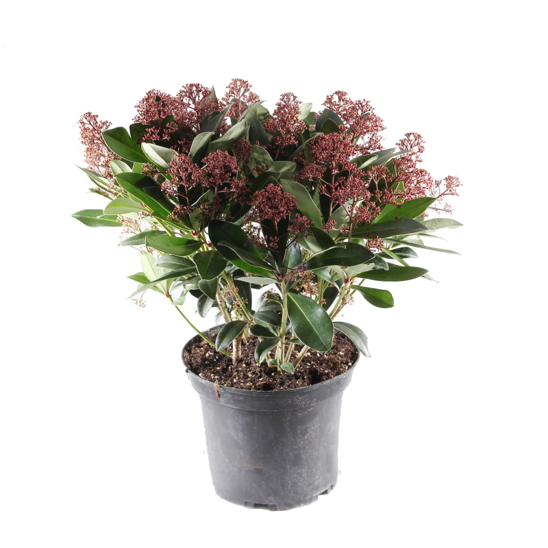 Skimie japonská 'Rubella' květináč 3 litry, výška 25/30cm, keř-0