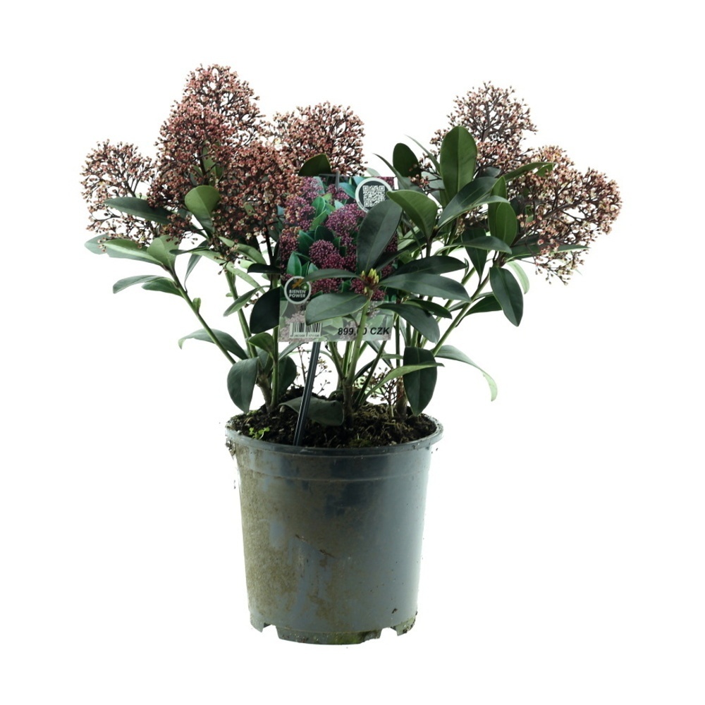 Stálezelené keře - Skimie japonská Rubella výška 30/40cm, květináč 3 litry