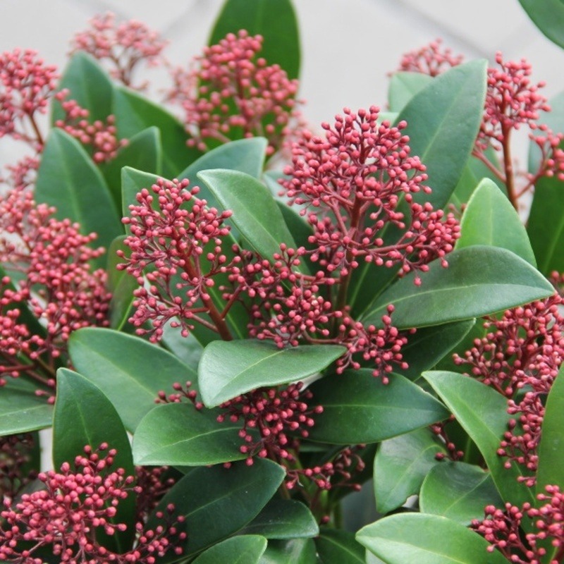 Skimie japonská Rubella výška 30/40cm, květináč 3 litry-0