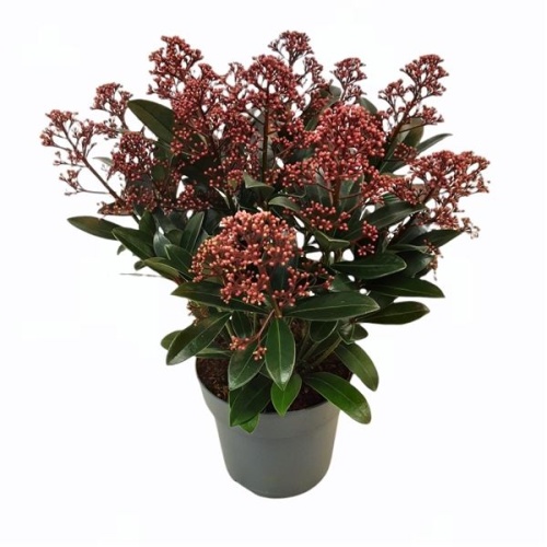 Rostliny - Skimie japonská 'Rubella' výška 50+, květináč 19cm