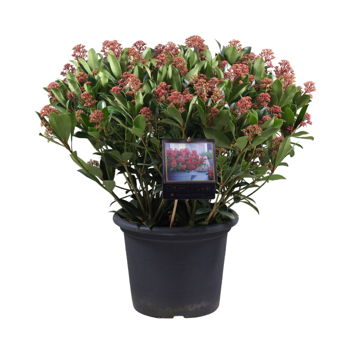 Podzimní rostliny - Skimie japonská Rubella výška 60/70cm, květináč 12 litrů