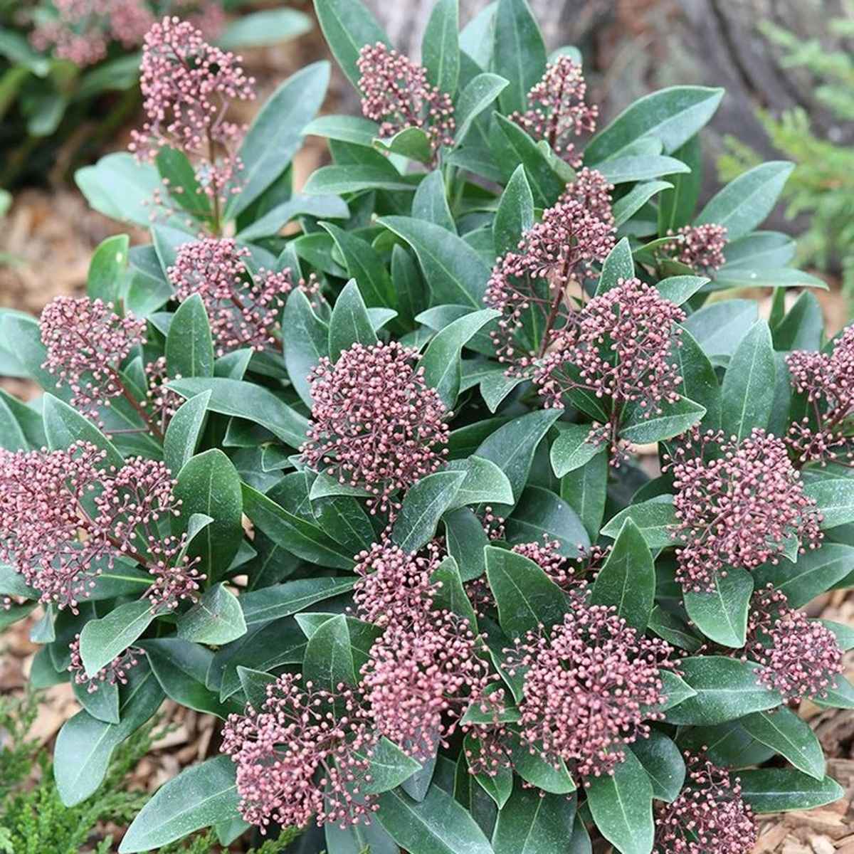 Skimie japonská Rubella výška 60/70cm, květináč 12 litrů-0