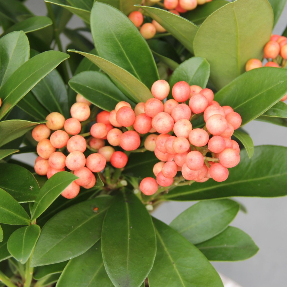 Rostliny - Skimie japonská 'Temptation' květináč 1 litr, výška 15/20cm, keř