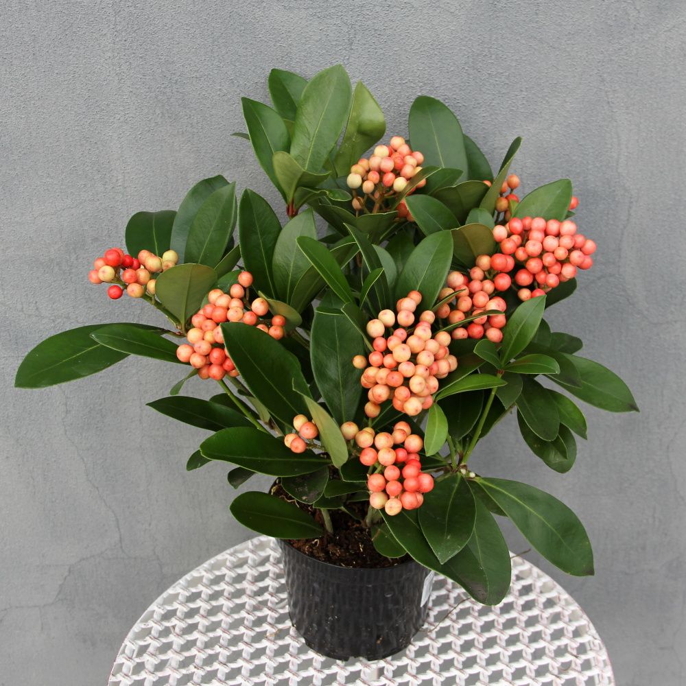 Skimie japonská 'Temptation' květináč 1 litr, výška 15/20cm, keř-0