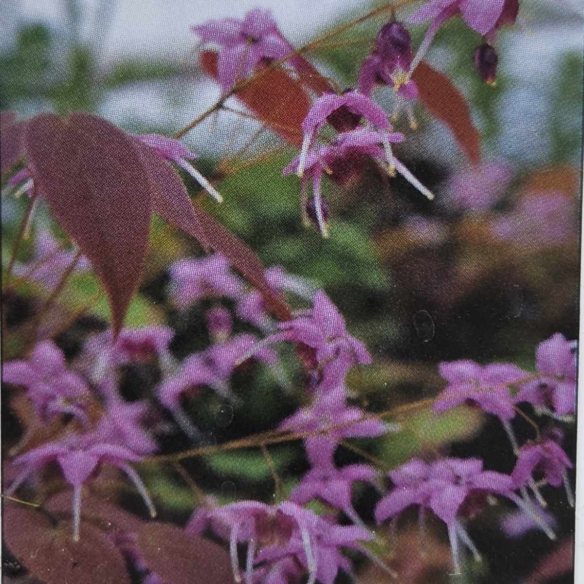 Stínomilné - Škornice Pretty in Pink květináč 11cm