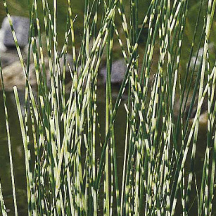 Vodní rostliny a lekníny - Skřípinec dvoublizný 'Zebrinus' 9cm