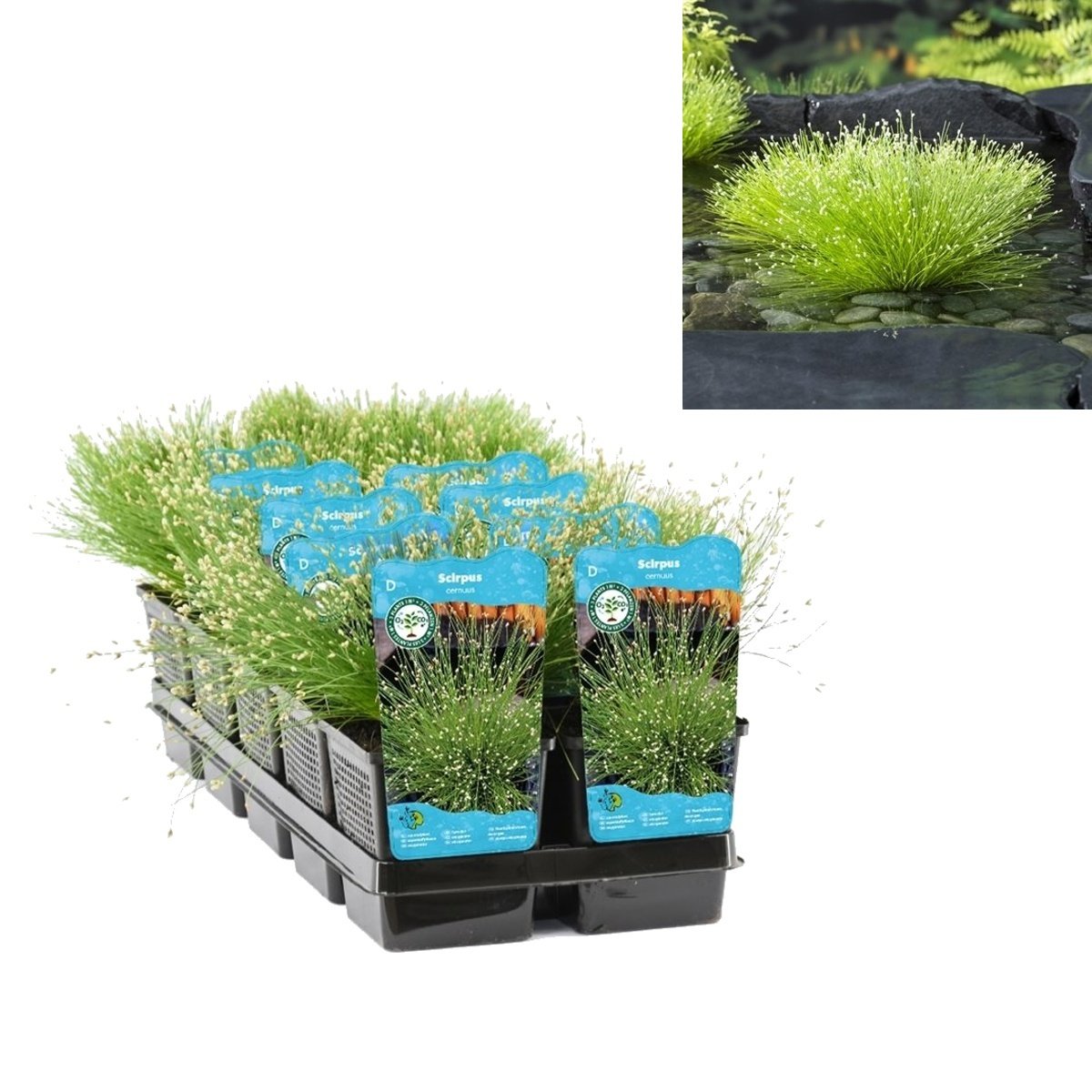 Vodní rostliny a lekníny - Skřípinec převislý květináč 11cm