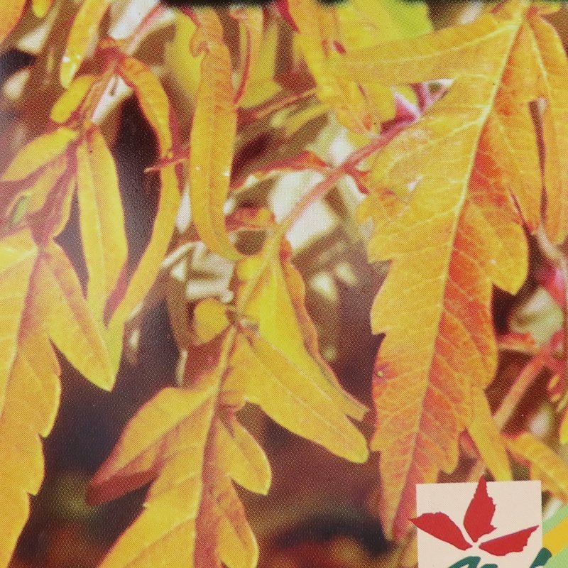 Keře okrasné listem - Škumpa orobincová 'Tiger Eyes' květináč 12 litrů, výška 80/100, keř