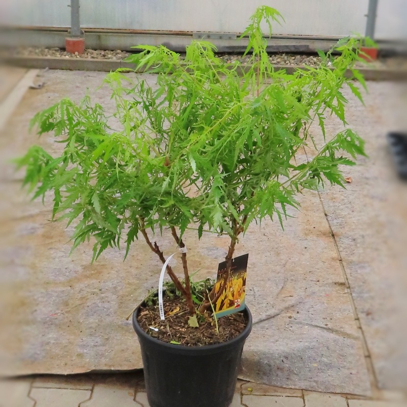 Škumpa orobincová 'Tiger Eyes' květináč 12 litrů, výška 80/100, keř-1