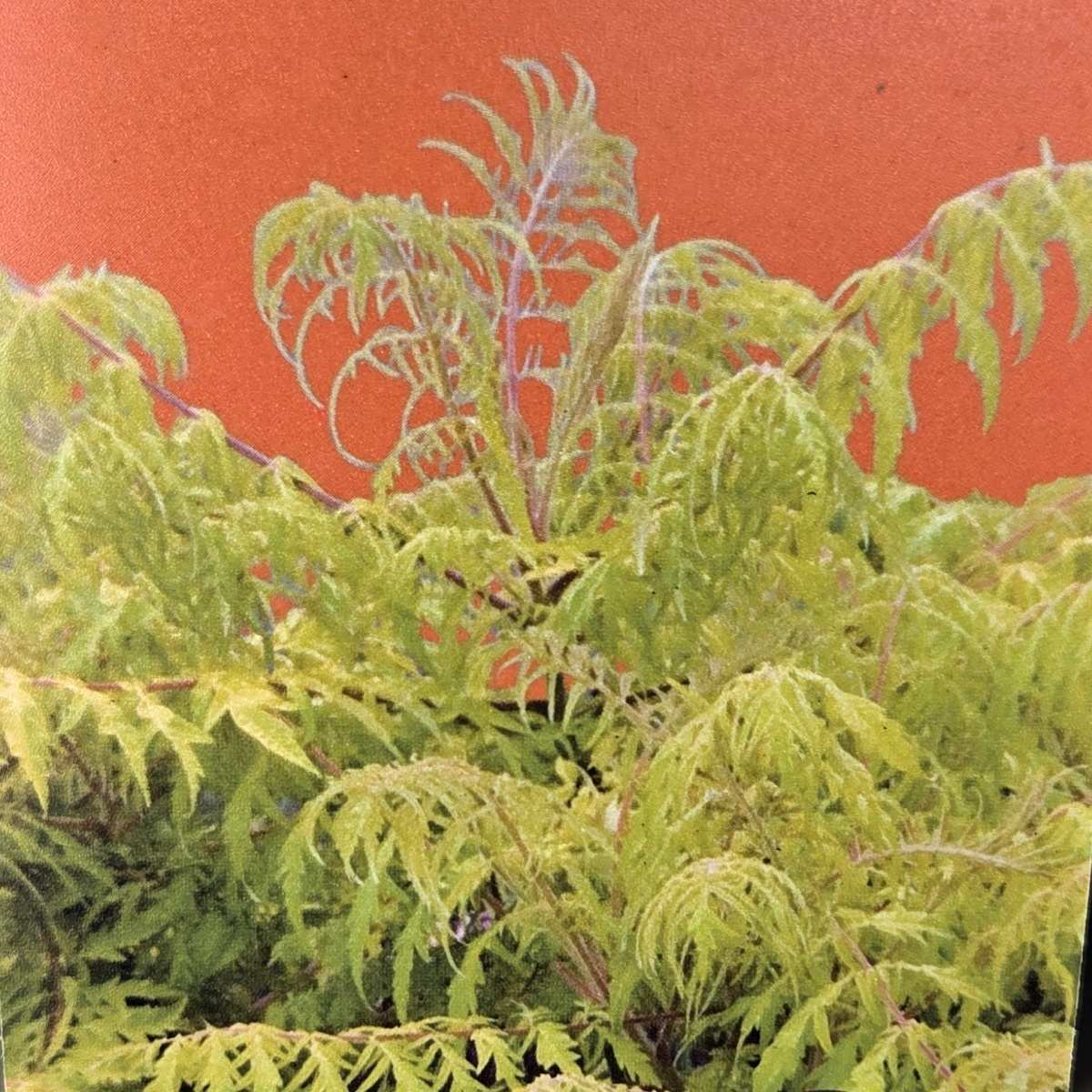 Keře okrasné listem - Škumpa stříhanolistá Laciniata květináč 9 litrů