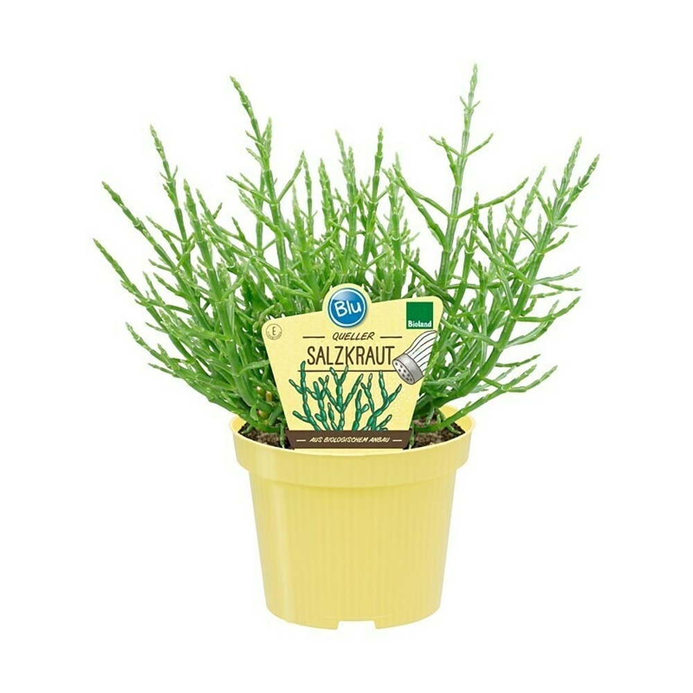 Bylinky - Slanorožec BIO květináč 12cm