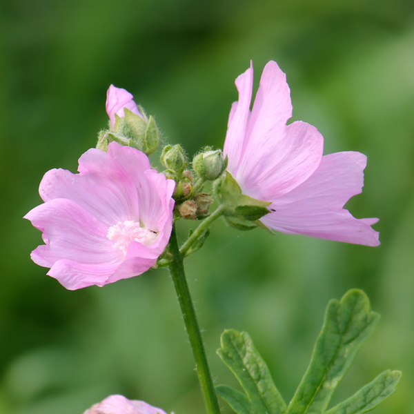 Rostliny - Sléz pižmový 9cm