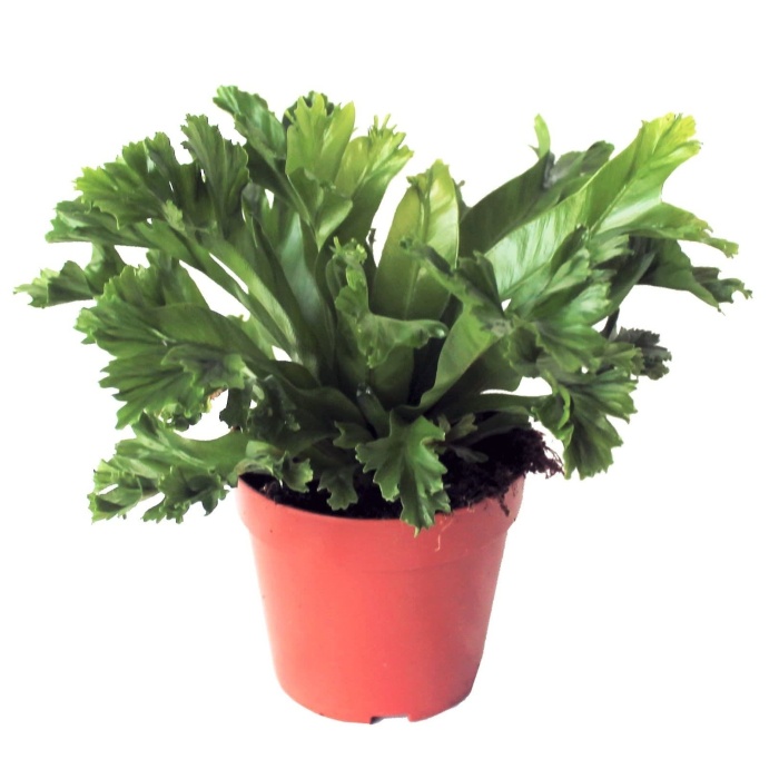 Okrasné pokojové rostliny - Sleziník 'Leslie' květináč 12cm