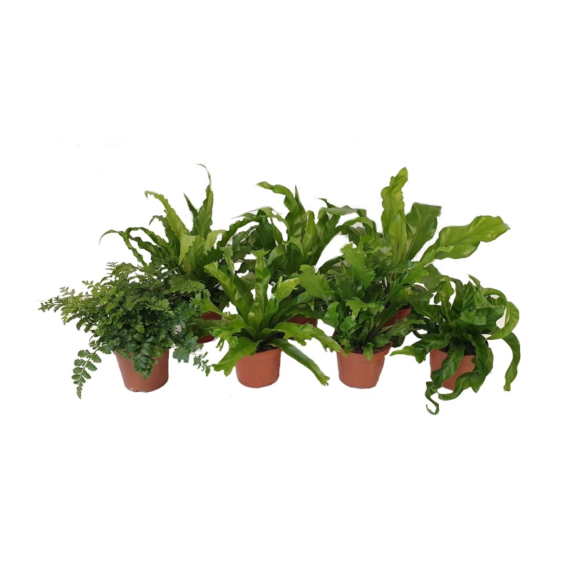 Okrasné pokojové rostliny - Sleziník MIX květináč 12cm