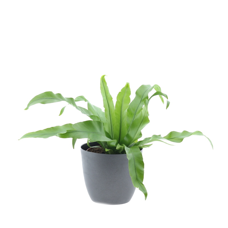 Okrasné pokojové rostliny - Sleziník mix květináč 12cm