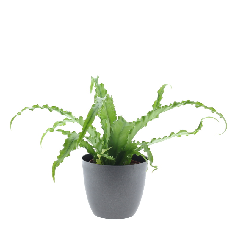 Sleziník mix květináč 12cm-0