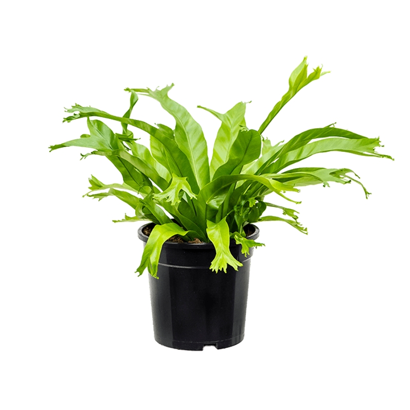 Okrasné pokojové rostliny - Sleziník mix květináč 17cm