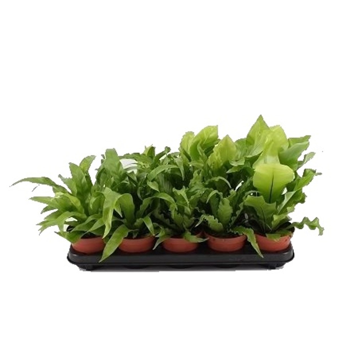 Okrasné pokojové rostliny - Sleziník MIX květináč 6cm