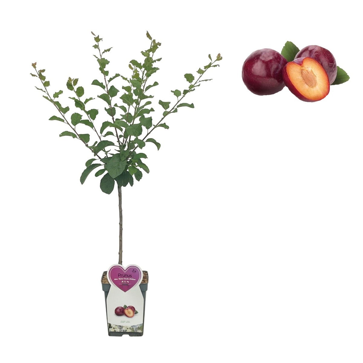 Rostliny - Slivoň Althanova renklóda květináč 5 litrů, balkonová, zákrsek, CIZOSPRAŠNÁ