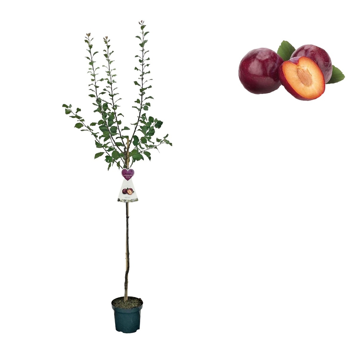 Ovocné stromky do zahrady - Slivoň Althanova renklóda květináč 6 litrů, výška 150/175cm, stromek, CIZOSPRAŠNÁ