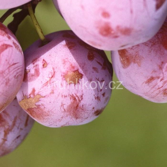 Slivoně - Slivoň 'Althanova renklóda' květináč 7,5 litru, čtvrtkmen, CIZOSPRAŠNÁ