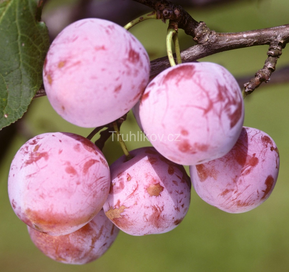 Rostliny - Slivoň 'Althanova renklóda' prostokořenný, zákrsek, CIZOSPRAŠNÁ