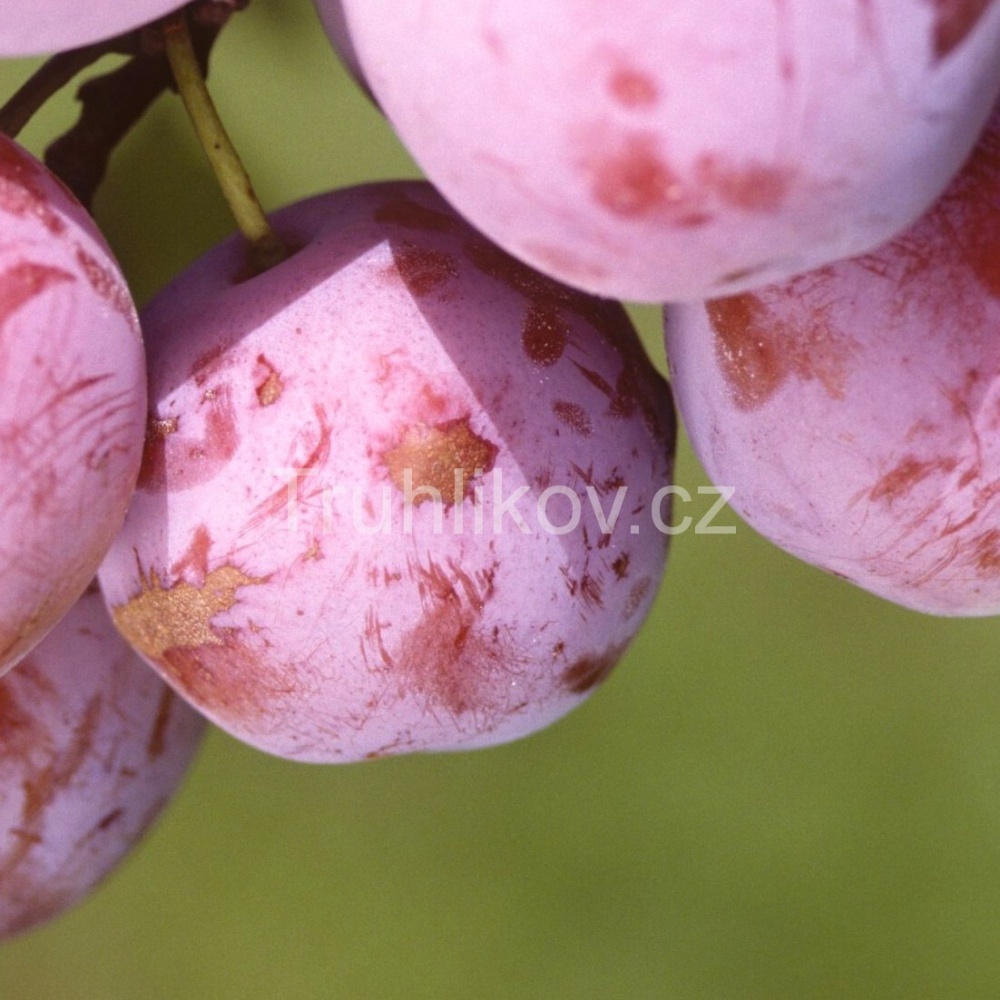 Slivoň 'Althanova renklóda' prostokořenný, zákrsek, CIZOSPRAŠNÁ-0
