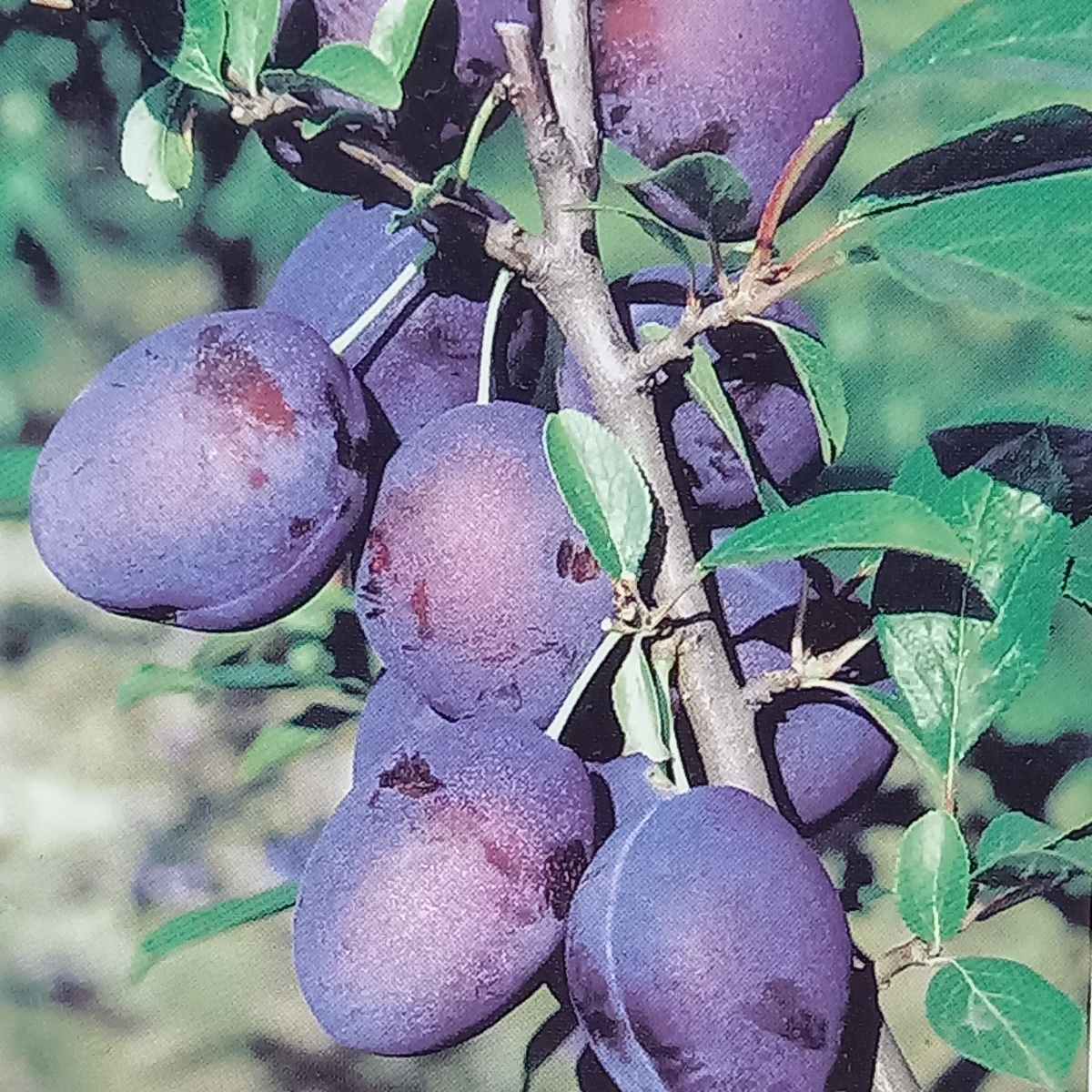 Balkonové ovocné stromky - Slivoň Anja květináč 12 litrů, samosprašná, sloupová