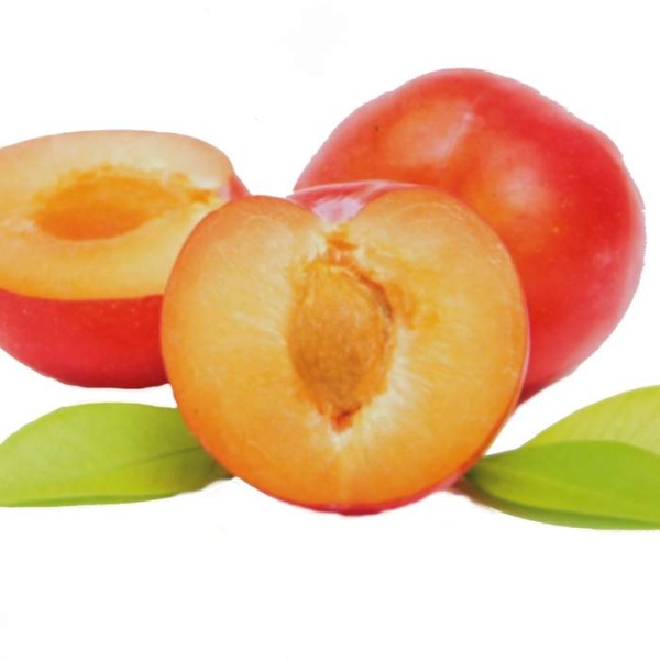 Slivoně - Slivoň Aprimira 12 litrů, cizosprašná