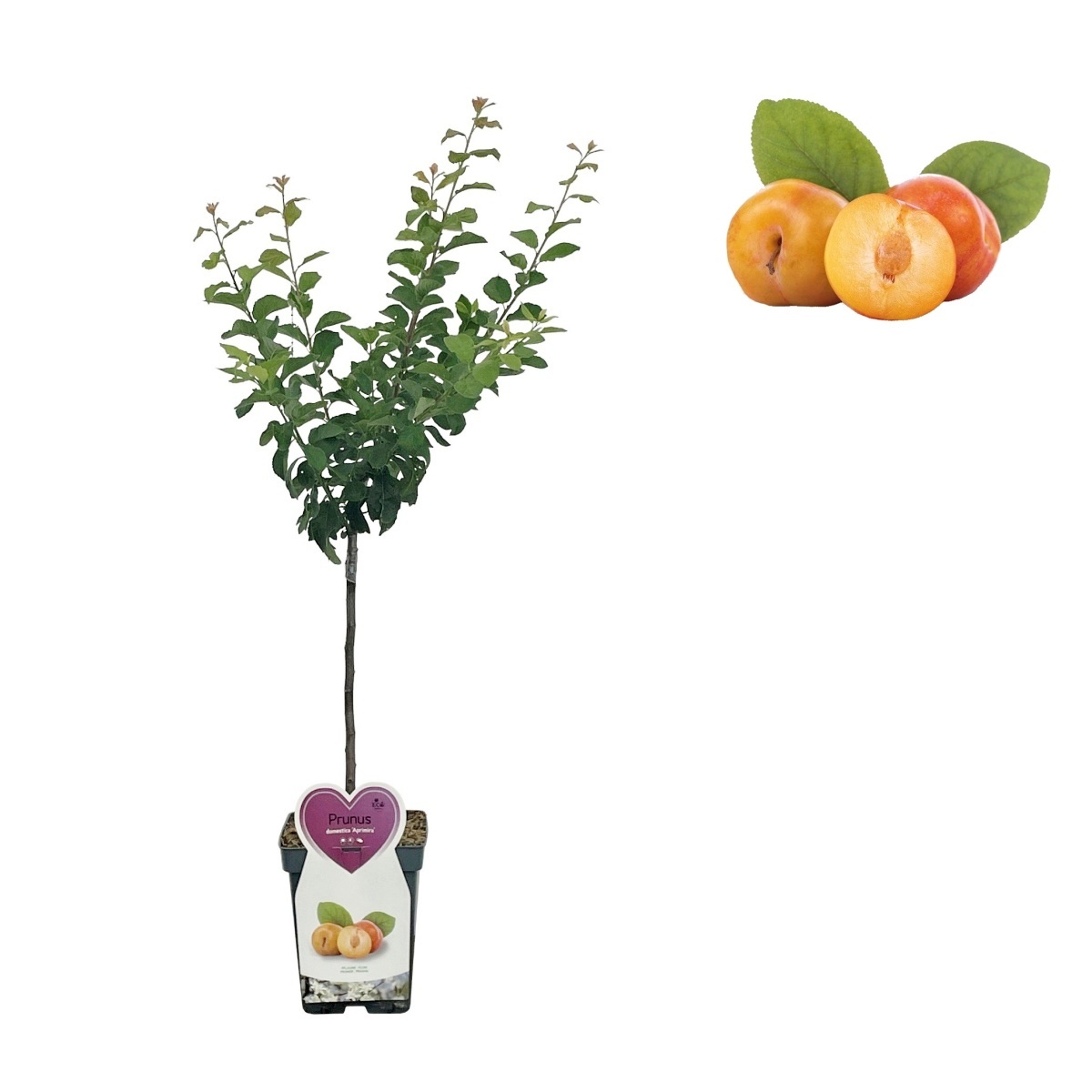 Rostliny - Slivoň Aprimira květináč 5 litrů, balkonová, zákrsek, CIZOSPRAŠNÁ