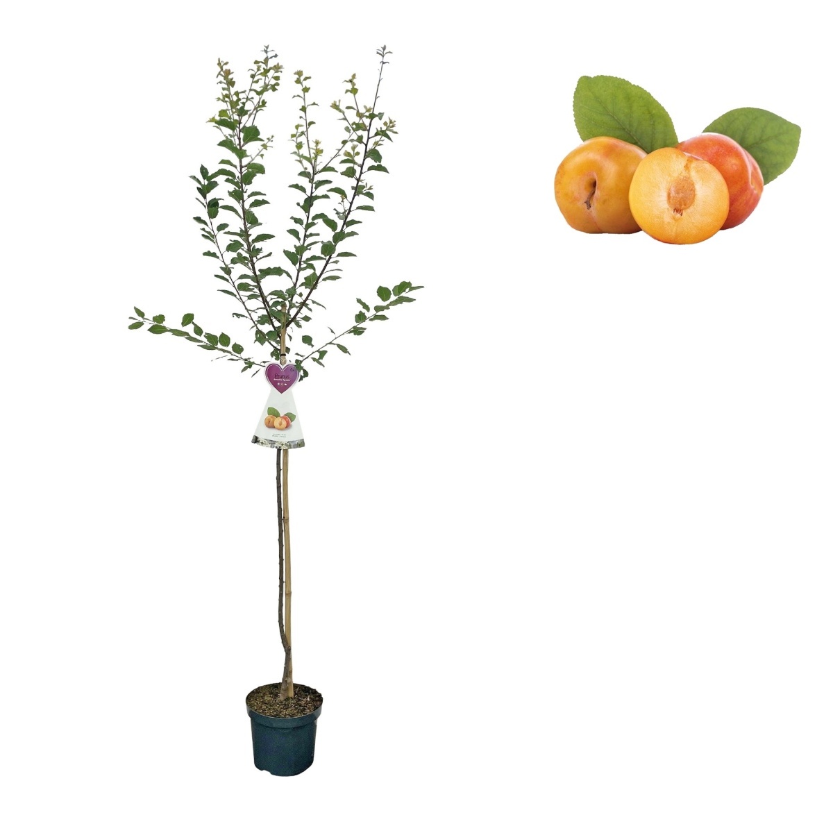 Ovocné stromky do zahrady - Slivoň Aprimira květináč 7 litru, čtvrtkmen, CIZOSPRAŠNÁ