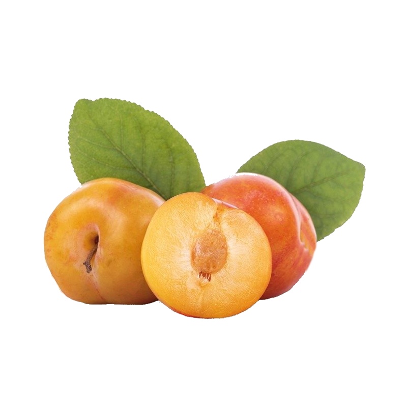 Slivoň Aprimira květináč 7 litru, čtvrtkmen, CIZOSPRAŠNÁ-0