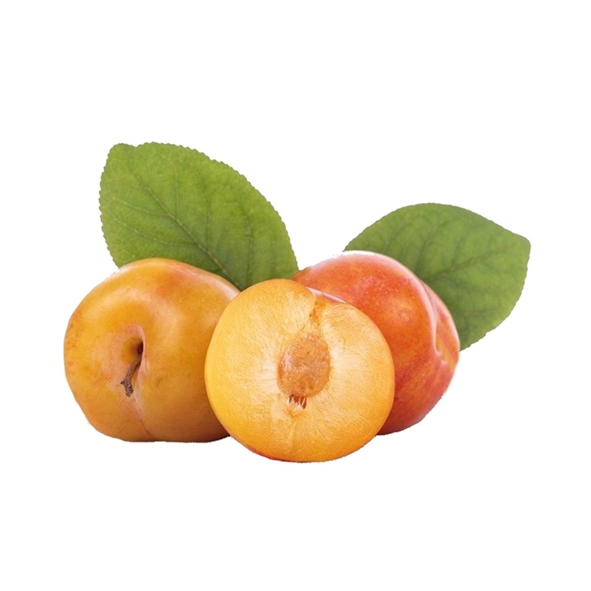 Slivoně - Slivoň Aprimira obvod kmene 10/12cm, cizosprašná