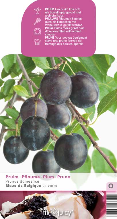 Ovocné stromky do zahrady - Slivoň 'Bleu de Belgique' květináč 6 litrů, výška 150/175cm, stromek, SAMOSPRAŠNÁ
