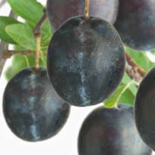 Slivoň 'Bleu de Belgique' květináč 6 litrů, výška 150/175cm, stromek, SAMOSPRAŠNÁ-0