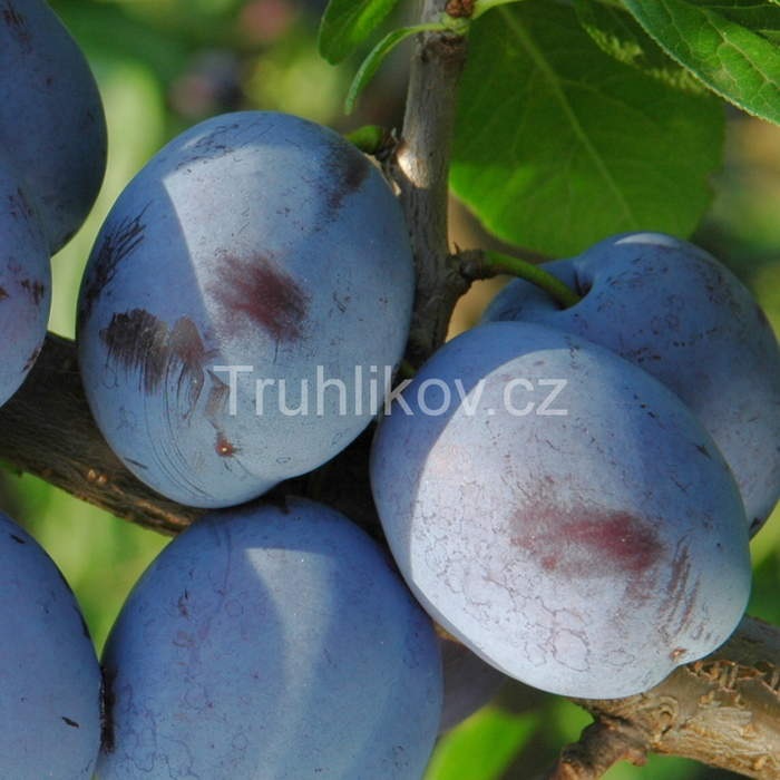 Rostliny - Slivoň Čačanská lepotica květináč 7,5 litru, čtvrtkmen, SAMOSPRAŠNÁ