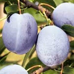 Slivoně - Slivoň 'Čačanská Najbolja' cizosprašná, 7,5 litru