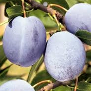 Rostliny - Slivoň 'Čačanská Najbolja' prostokořenné, zákrsek, částečně samosprašná