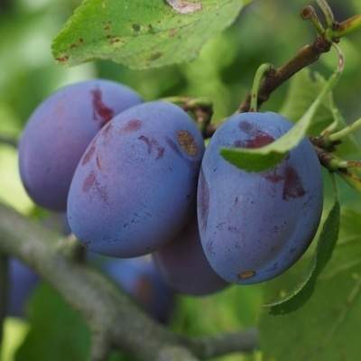 Rostliny - Slivoň 'Čačanská raná' květináč 20 litrů, obvod kmene 8/10cm, strom, SAMOSPRAŠNÁ