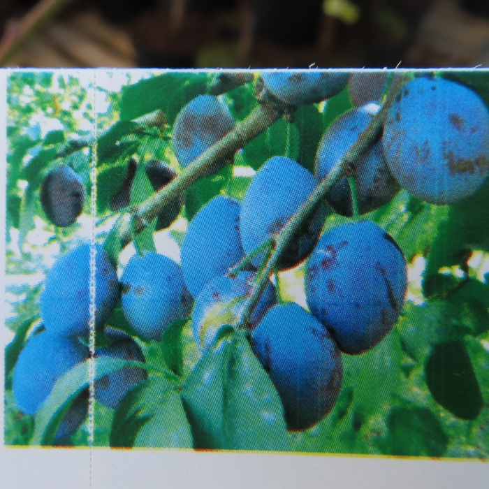 Rostliny - Slivoň 'Černčická' květináč 7,5 litru, čtvrtkmen, částečně samosprašná