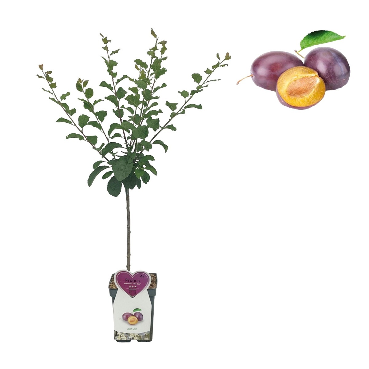 Rostliny - Slivoň 'Czar' květináč 5 litrů, balkonová, zákrsek, SAMOSPRAŠNÁ