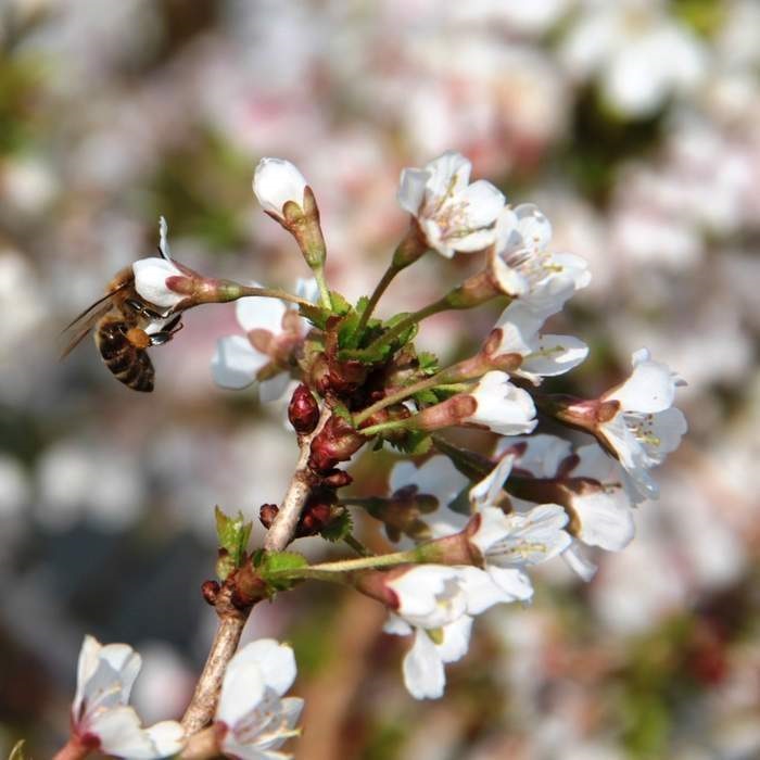 Rostliny - Slivoň dřípená Kojou-no-mai květináč 2 litry, výška 30/40cm, keř