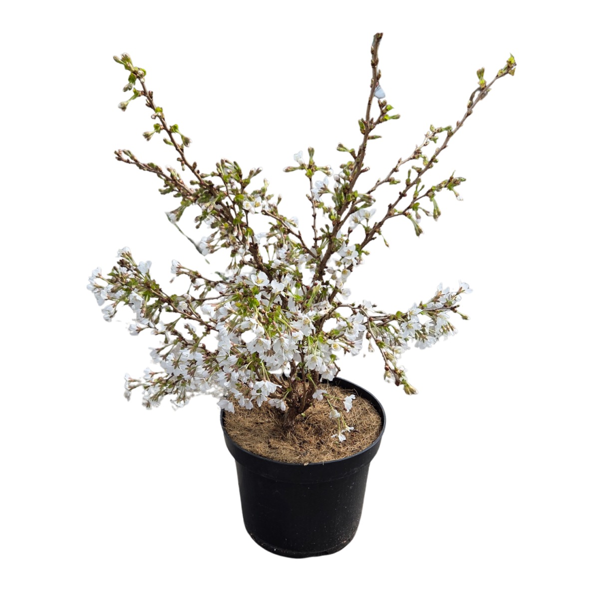 Keře okrasné květem - Slivoň dřípená Kojou-no-mai výška 30/40cm, květináč 2 litry