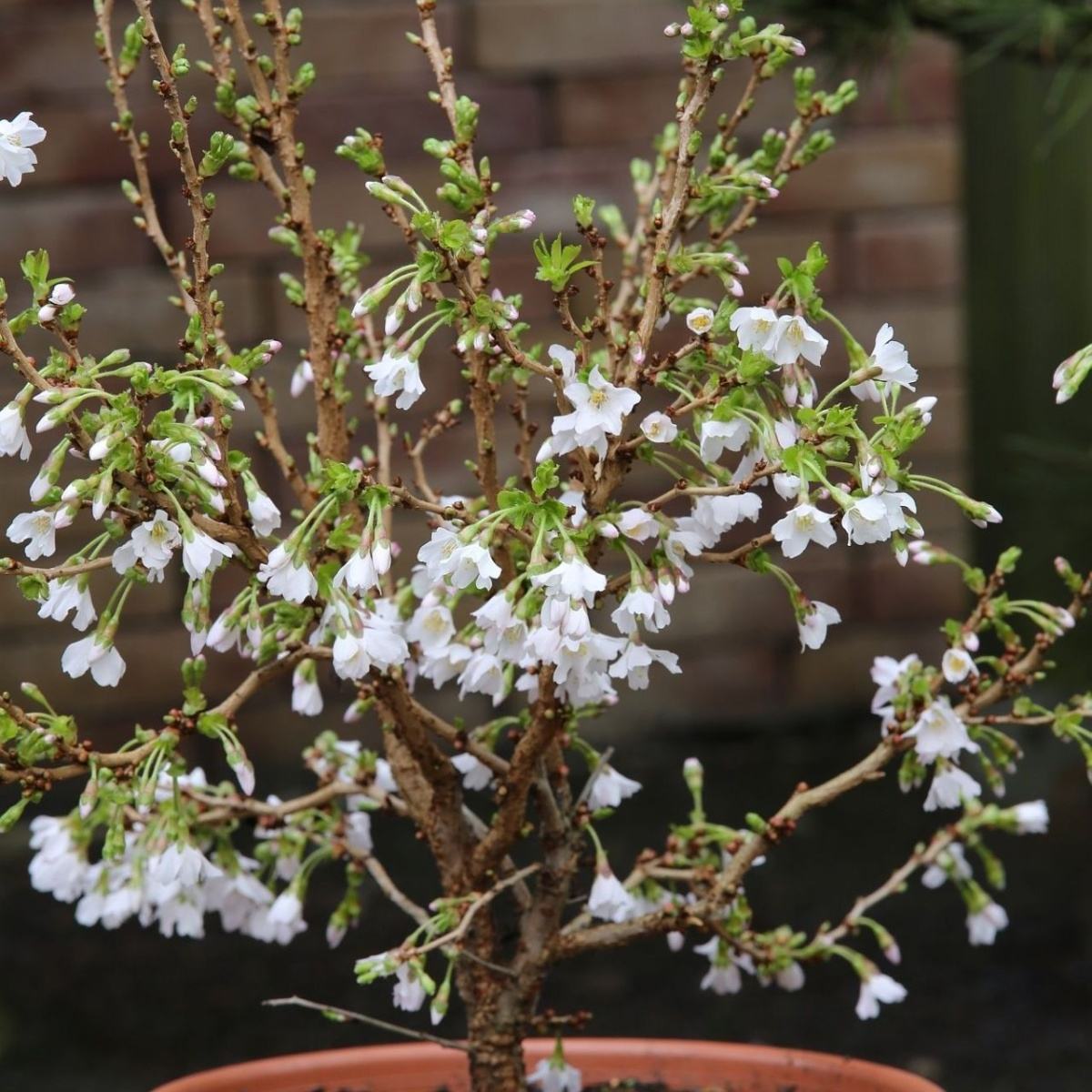 Keře okrasné květem - Slivoň dřípená Kojou-no-mai výška 50/60cm, květináč 6 litrů