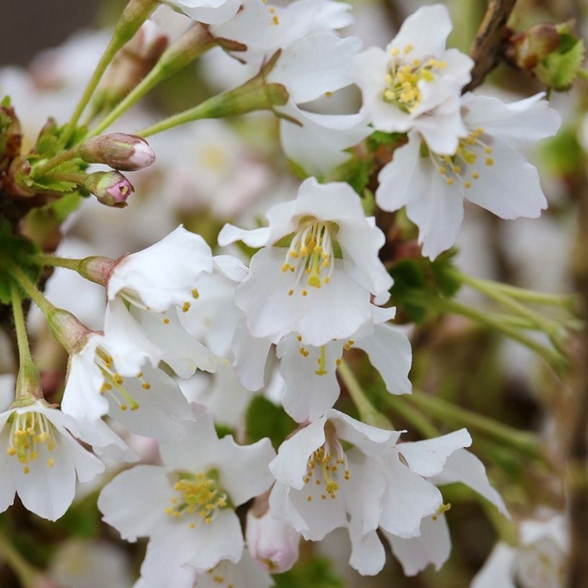 Slivoň dřípená Kojou-no-mai výška 50/60cm, květináč 6 litrů-0
